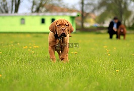 波尔多,狗,dogue