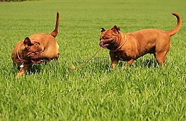 波尔多,狗,dogue