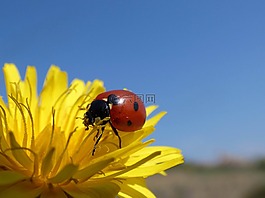 瓢蟲(chóng),花,蒲公英