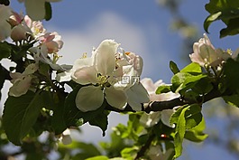 開花,花園,鮮花