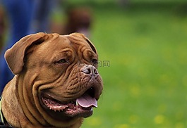 波尔多,狗,dogue