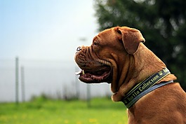 波尔多,狗,dogue