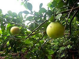 柚,水果,檸檬