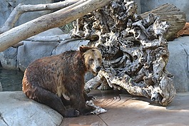 動(dòng)物園,灰熊,熊