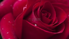 玫瑰,花,春