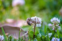 蜜蜂,鮮花,自然