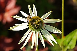 花,昆蟲,蜜蜂