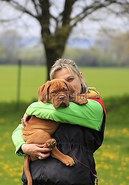 波尔多,狗,dogue