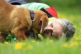 波尔多,狗,dogue