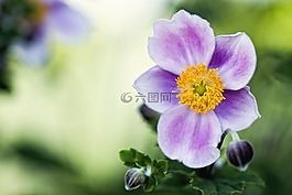 花,盛開,花園