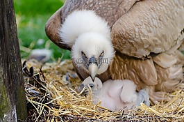 動物,鳥巢,鳥