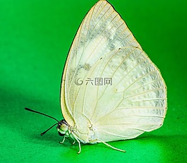 蝴蝶,昆蟲