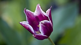花,夏天,盛開