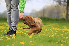 波尔多,狗,dogue