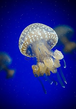 水族館,水,深