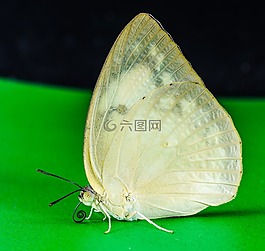 蝴蝶,昆蟲(chóng)