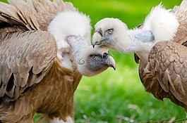動物攝影,動物,禽
