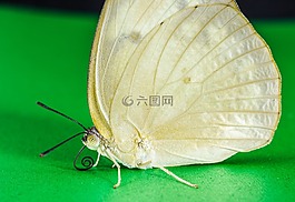 蝴蝶,昆蟲