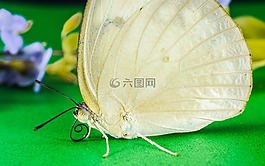 蝴蝶,昆蟲