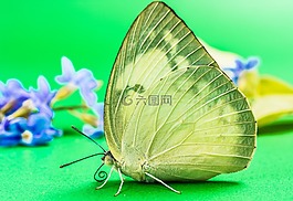 蝴蝶,昆蟲