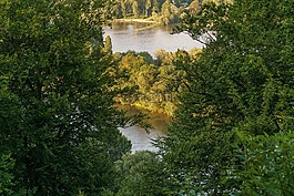 萊茵,樹木,abendstimmung