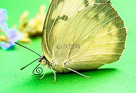 蝴蝶,昆蟲