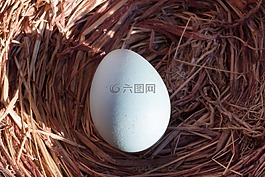 鸡蛋,鸟巢,鸣鸟