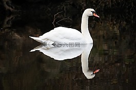 天鵝,高貴,水