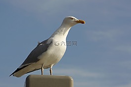 鷗,鳥類,鳥