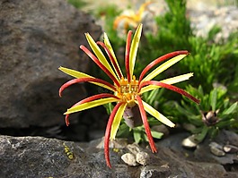 野生動植物群,原生花,lircay