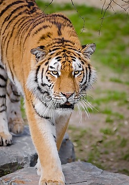 動(dòng)物,大貓,野生動(dòng)物園