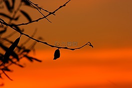 剪影,侧影,灯