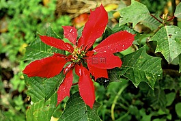 花,植物,性質(zhì)