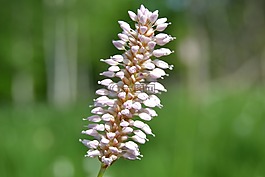 花,牧草,圖片
