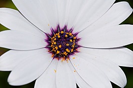 花,關(guān)閉了,特寫