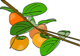 甜柿,秋季,水果