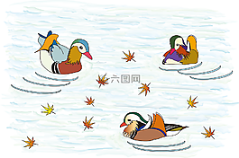 鴛鴦,鳥(niǎo),秋季