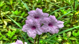 鮮花,盛開,植物區(qū)系