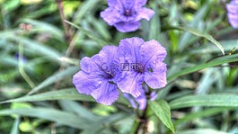 鮮花,紫色,花園