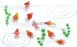 金魚,夏季,節(jié)日