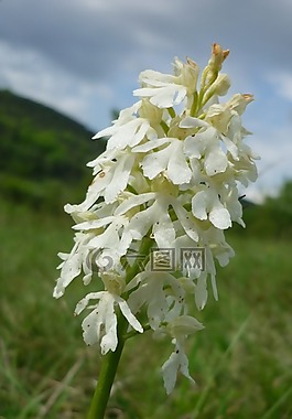 蘭花菊,白化,白色的稀罕物