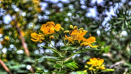 鮮花,黃色,植物區(qū)系