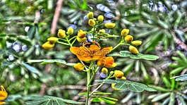 鮮花,黃色,植物區(qū)系