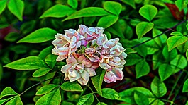 鮮花,玫瑰,粉紅色