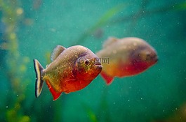 動(dòng)物,水族館,魚(yú)