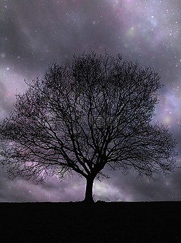 孤樹,星星,夜