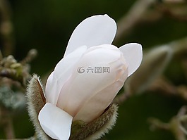 blommknopp,白,春天