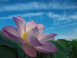 莲花,花,盛开