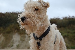 狗,foxterrier,動物的畫像