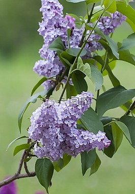 紫丁香,鮮花,性質(zhì)